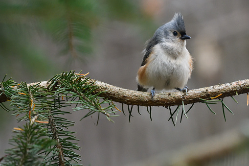 Tufted titmouse (Baeolophus bicolor) on evergreen branch in woods