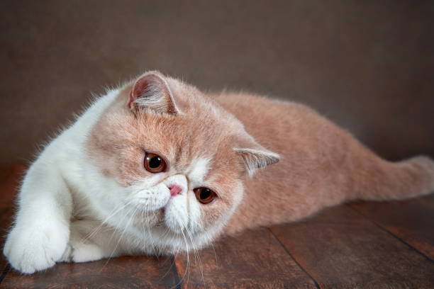 A Beautiful Exotic Shorthair Cat Lies On The Brown Background Of The Studio  Stock Photo - Download Image Now - iStock