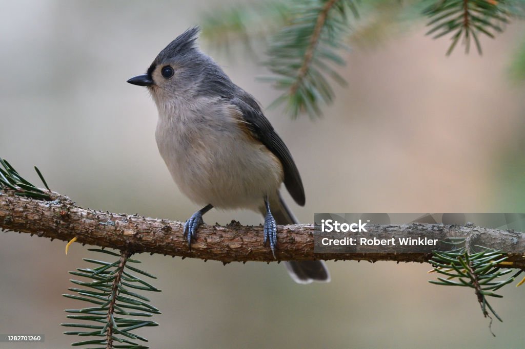 Tufted titmouse side view Side view of tufted titmouse, facing left, on an evergreen branch in the Connecticut woods Songbird Stock Photo