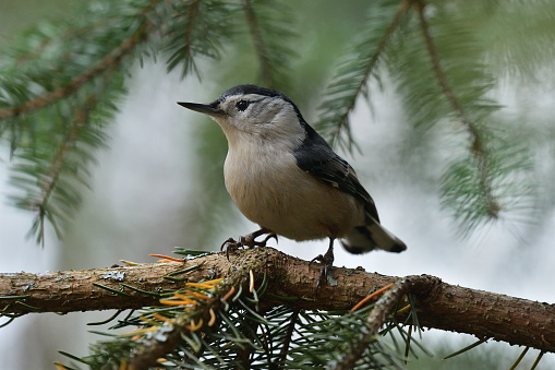 White-breasted nuthatch on branch of white spruce tree in the Connecticut woods