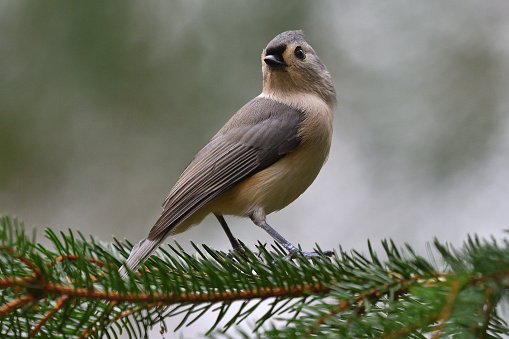 Tan tufted titmouse striking regal pose on branch of white spruce tree in the Connecticut woods