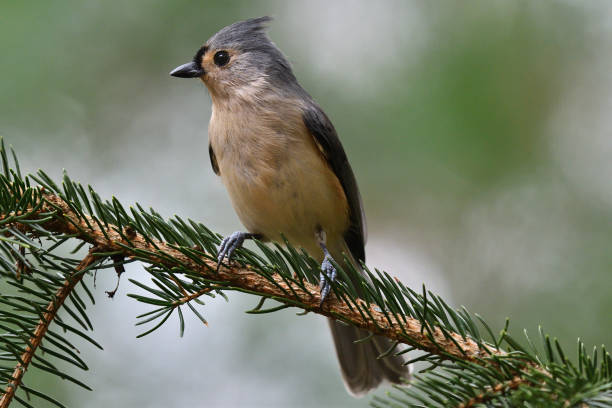 istock Portrait of a tan tufted titmouse 1282701341