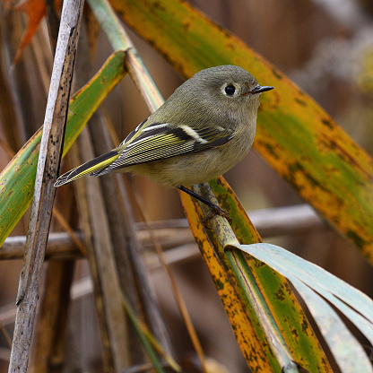 Female ruby-crowned kinglet in reeds in autumn, taken in the Connecticut woods on her migration south, along a beaver pond and riverbank