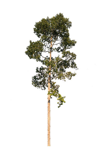 istock Isolated of tree on white background and clipping path 1282701993