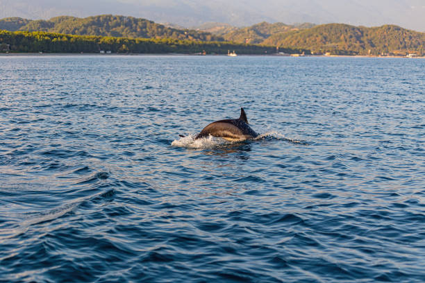 istock A lone Dolphin dives on a beach in the wild. 1282702227