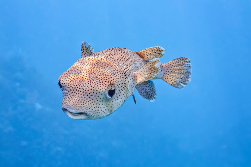 The spot-fin porcupinefish (Diodon hystrix), also known as the spotted porcupinefish, black-spotted porcupinefish or simply porcupinefish, is a member of the family Diodontidae.