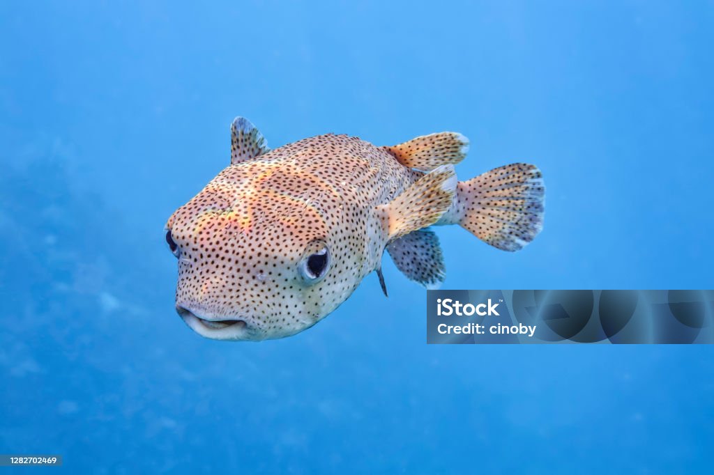 Spot-fin porcupinefish ( Diodon hystrix ) famliy balloonfish on Red Sea - Marsa Alam - Egypt The spot-fin porcupinefish (Diodon hystrix), also known as the spotted porcupinefish, black-spotted porcupinefish or simply porcupinefish, is a member of the family Diodontidae. Spotted Stock Photo