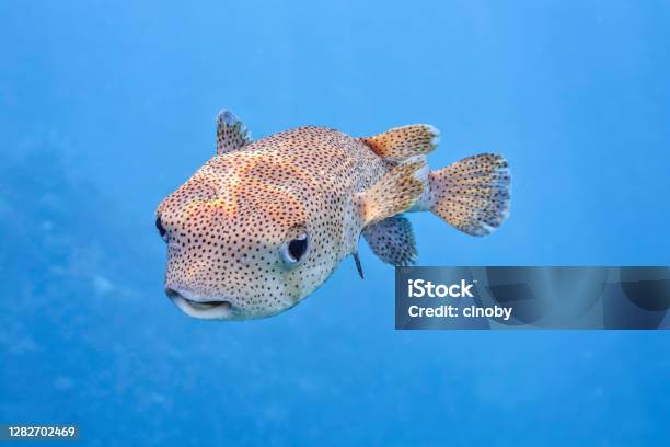 Spotfin Porcupinefish Famliy Balloonfish On Red Sea Marsa Alam Egypt Stock Photo - Download Image Now