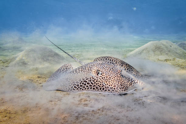 istock Reticulate whipray or honeycomb stingray (Himantura uarnak) in Red Sea - Marsa Alam - Egypt 1282702477