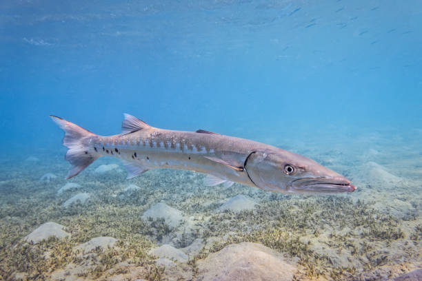 A barracuda is a large, predatory, ray-finned fish known for its fearsome appearance and ferocious behaviour. The barracuda is a saltwater fish of the genus Sphyraena, the only genus in the family Sphyraenidae which was named by Constantine Samuel Rafinesque in 1815. It is found in tropical and subtropical oceans worldwide ranging from the eastern border of the Atlantic Ocean to the Red Sea, on its western border the Caribbean Sea, and in tropical areas of the Pacific Ocean.