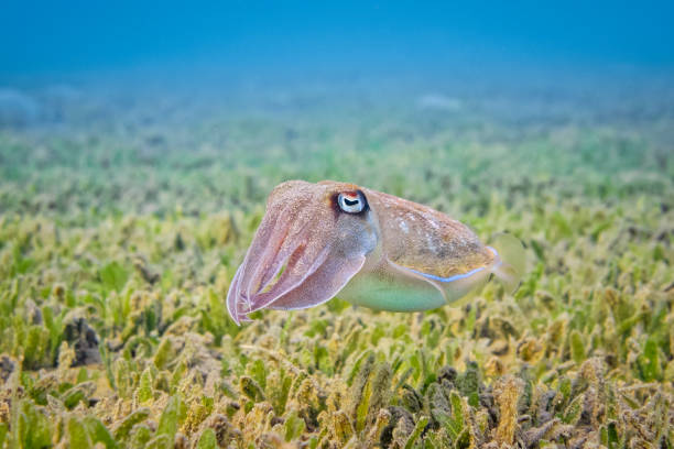 Cuttlefish ( Sepiida ) on seagrass bed in Red Sea - Marsa Alam - Egypt Cuttlefish or cuttles are marine molluscs of the order Sepiida. They belong to the class Cephalopoda, which also includes squid, octopuses, and nautiluses. Cuttlefish have a unique internal shell, the cuttlebone. marine reserve photos stock pictures, royalty-free photos & images