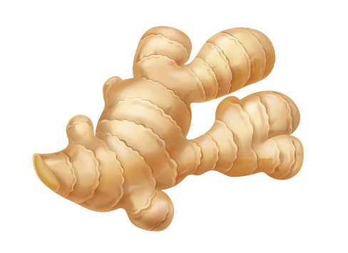 Ginger Root Realistic Isolated Realistic Vector Illustration Stock ...