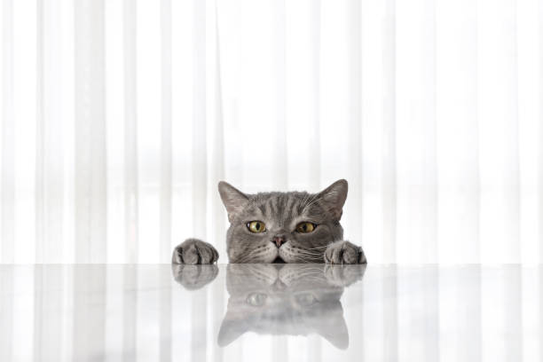 istock Big-eyed naughty obese cat looking at the target. 1282703361