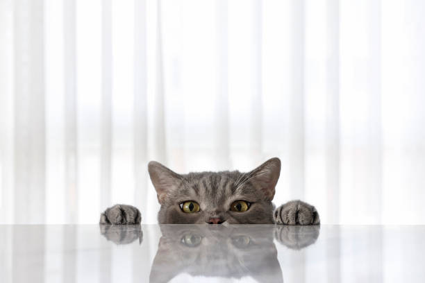 istock Big-eyed naughty obese cat looking at the target. 1282703400