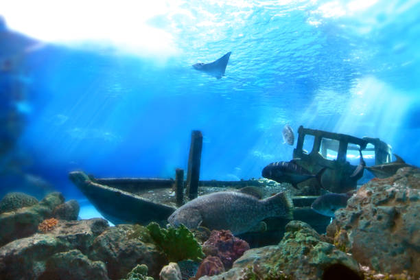 istock Beautiful underwater world or amazing blue ocean background, with reef, creatures and wreck ship, Concept for scuba diving and sea scape 1282703674