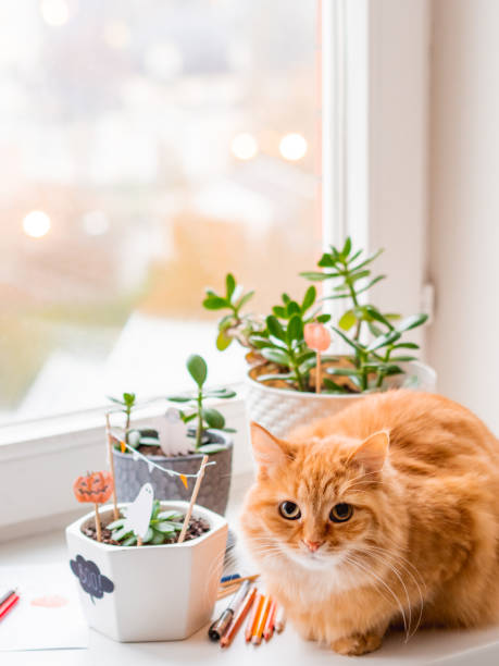 istock Cute ginger cat and flower pots with handmade decorations for Halloween. Painted ghost and pumpkin in flower pot with succulent plant. Cozy home. 1282705041