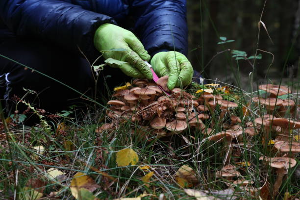 istock Mushroom picker cuts mushrooms with a knife 1282705993