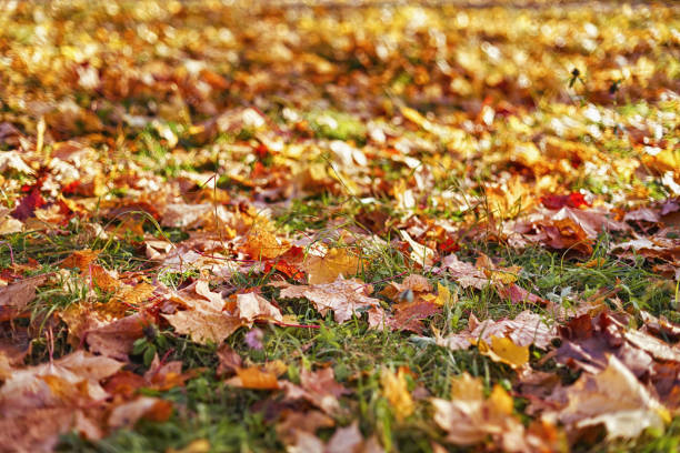 istock Bright autumn foliage on the ground 1282706352