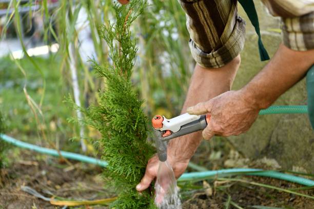 istock Farmer watering freshly planted trees in the garden 1282706984