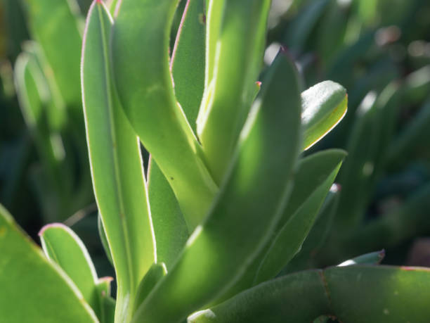 istock Succulent coastal plant 1282707420