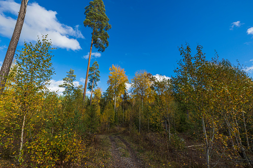 Beautiful view of autumn yellowed forest trees on blue sky background.