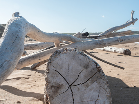 Tree trunk on beach