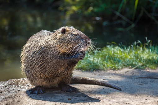 The Coypu or Nutria is a large, herbivorous, semiaquatic rodent originally native to South America but is introduced to Europe mainly by fur farmers. This Coypu is appreciatively eating the rest of a carrot while its fur is still wet.