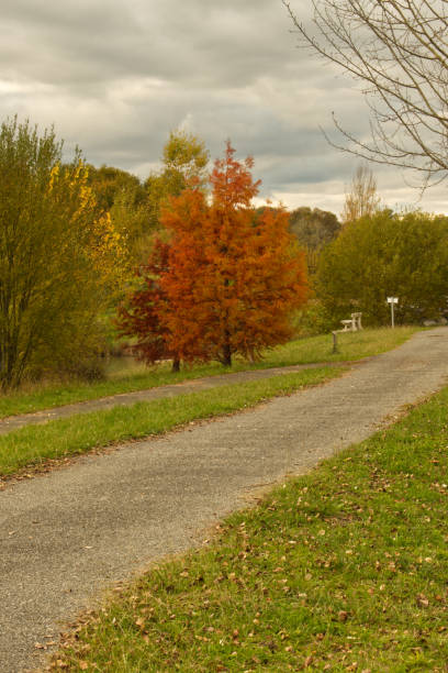 istock Color change for these trees in early autumn 1282713724