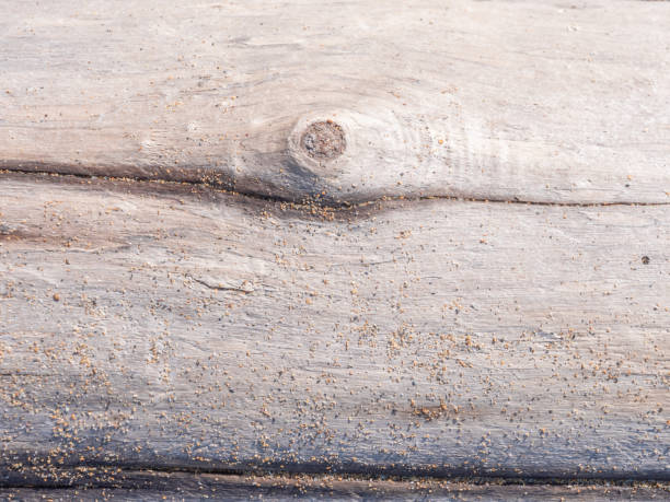 istock Detail of tree trunks 1282713900