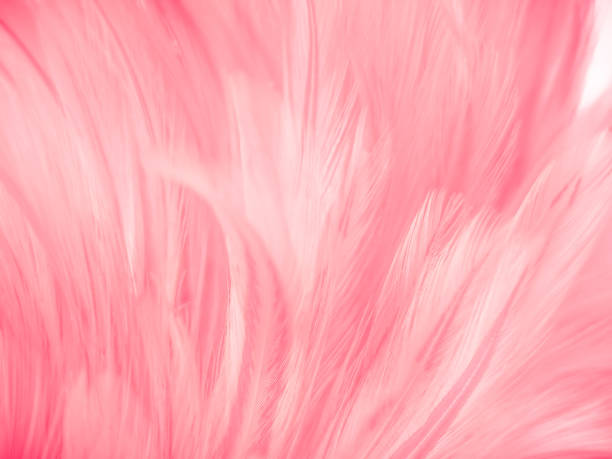 istock Beautiful abstract gray and pink feathers on white background,  white feather frame texture on pink pattern and pink background, love theme wallpaper and valentines day 1282715124