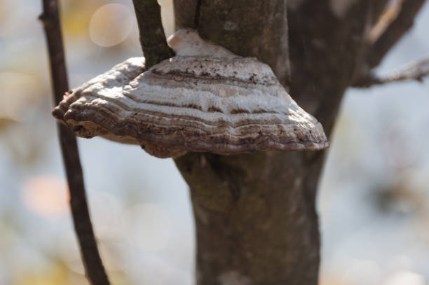 istock Tinder fungus 1282715138