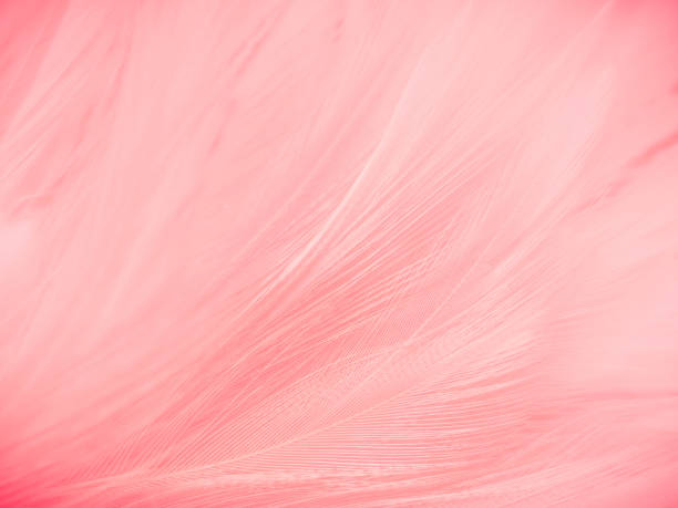 istock Beautiful abstract gray and pink feathers on white background,  white feather frame texture on pink pattern and pink background, love theme wallpaper and valentines day 1282715206