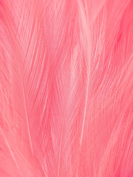 istock Beautiful abstract gray and pink feathers on white background,  white feather frame texture on pink pattern and pink background, love theme wallpaper and valentines day 1282715223