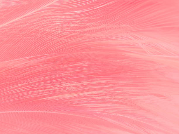 istock Beautiful abstract gray and pink feathers on white background,  white feather frame texture on pink pattern and pink background, love theme wallpaper and valentines day 1282715243
