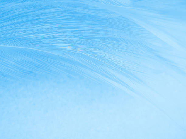 istock Beautiful abstract blue feathers on white background, black feather texture on blue pattern and blue background, feather wallpaper, blue banners, love theme, valentines day, dark texture 1282715272