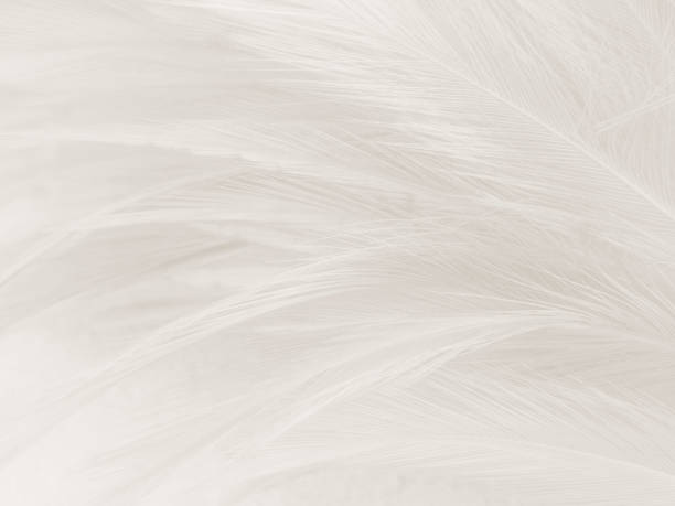 istock Beautiful abstract black feathers on white background and soft white feather texture on white pattern, dark theme wallpaper, gray feather background, black banners 1282715333