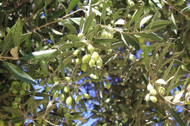 istock Olives on olive tree branch in Athens, Greece 1282715467