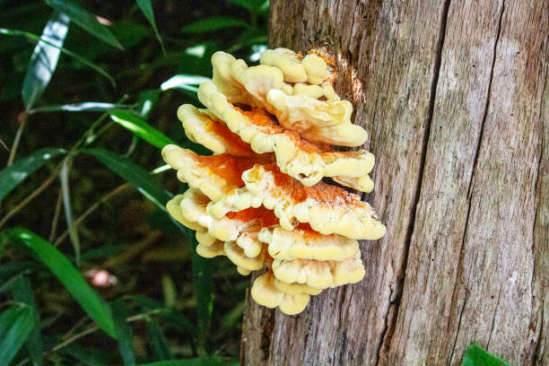 Young, juicy collectible fruit of crab of the woods on a dead trunk, Laetiporus sulphureus stock photo