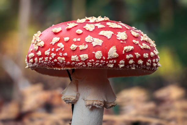 Close-up of a red fly mushroom with a white-spotted mushroom cap, also known as toadstool and is the most popular fungus species, use as virtual meeting background