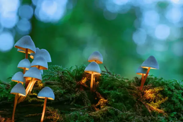 Photo of Group of magical glowing white mushrooms on green moss with a blurred forest background. Warm white glowing mushrooms looking as bedroom lamps, fantasy background