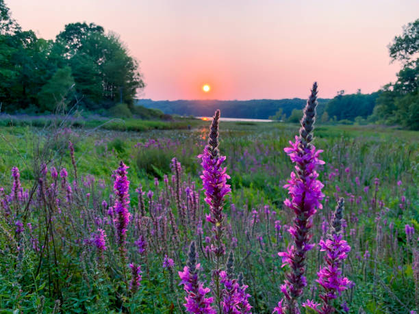 Purple loosestrife in a Summer Sunset at the Wetland A marshy area at Pickerl Lake in pure Michigan at sunset. Invasive species, purple loosestrife in the foreground. lythrum salicaria purple loosestrife stock pictures, royalty-free photos & images