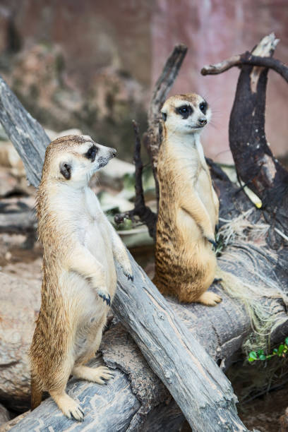 istock Meerkat surveillance dangerous. 1282716686
