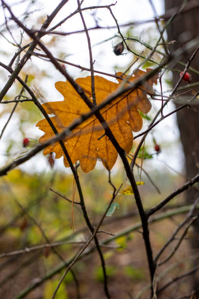 fallen oak leaf on prickly wild rose, autumn, natural background