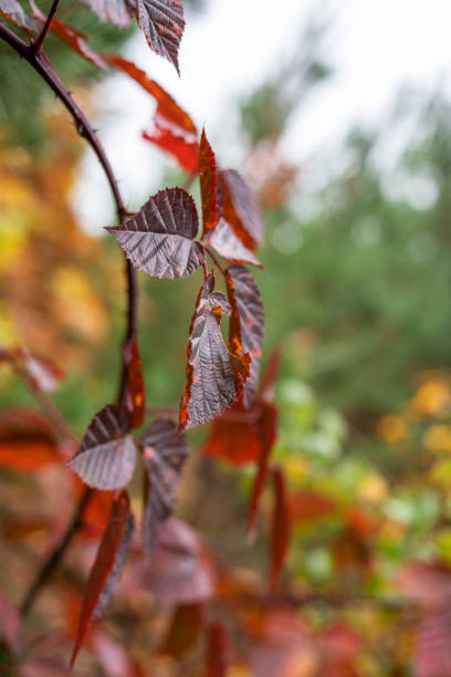 istock reddened blackberry leaves in the garden, natural background 1282716876