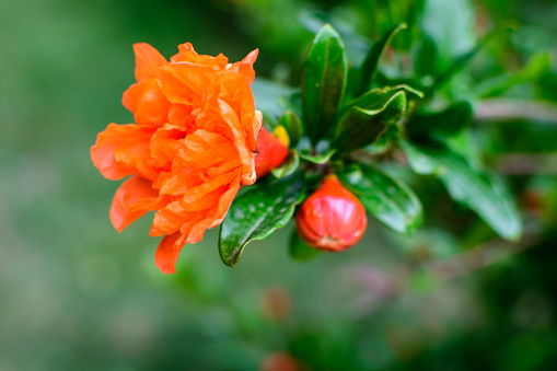 Close up of beautiful small vivid orange red pomegranate flower in full bloom on blurred green background, photographed with soft focus in a garden in a sunny summer day