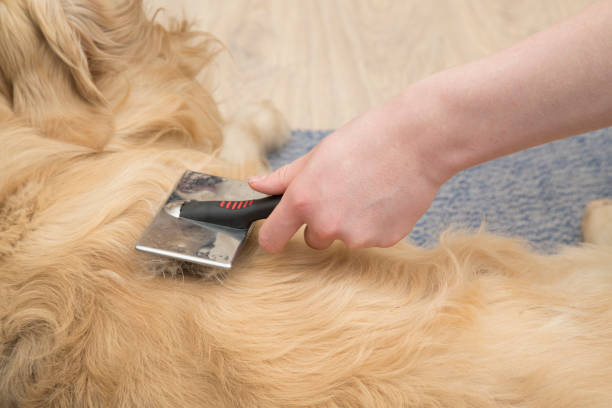 istock A Golden Retriever dog is combed with a special brush. 1282718445