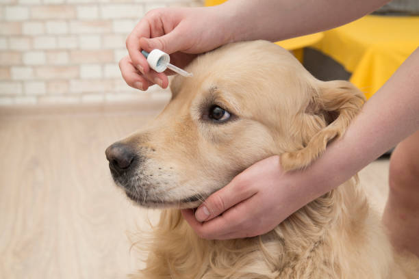 istock Eye treatment in dogs. 1282718498