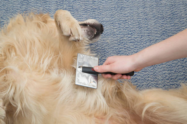 istock A Golden Retriever dog is combed with a special brush. 1282718547