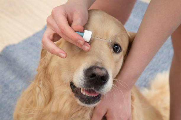 istock Eye treatment in dogs. 1282718585