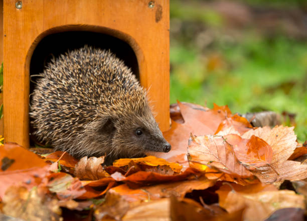 Hedgehog emerging from a house in Autumn with colourful Autumn leaves Hedgehog (Scientific name: Erinaceus Europaeus) Wild, native, European hedgehog in Autumn emerging from a hedgehog house with colourful Autumn leaves.  Horizontal.  Space for copy. hedgehog stock pictures, royalty-free photos & images